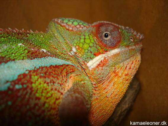 diego suarez