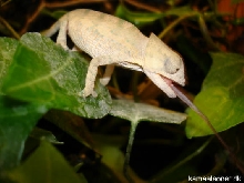 c. globifer