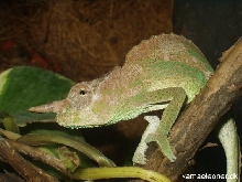 Ch.montium