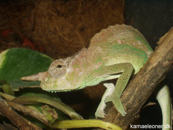Ch.montium