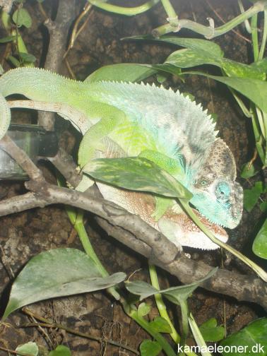 F.verrucosus