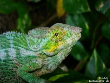 F.pardalis Nosy faly