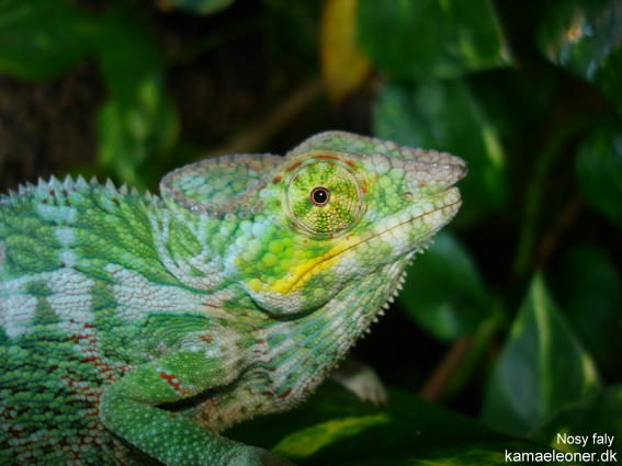 F.pardalis Nosy faly