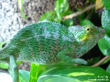 Nosy faly