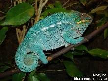 nozy be blue