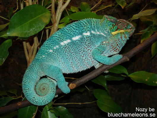 nozy be blue