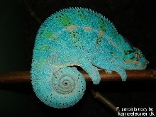 nozy be blue