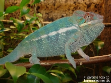 nozy be blue