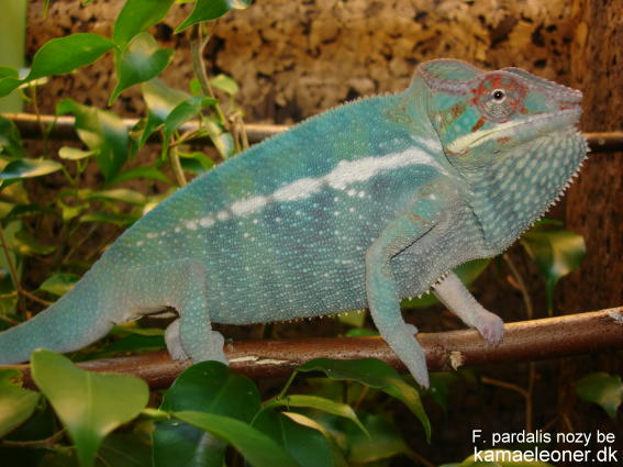 nozy be blue