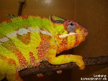 soabana