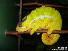 soabana sleeping