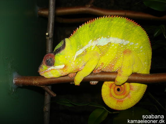 soabana sleeping