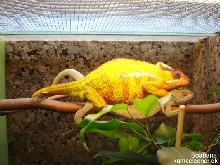 soabana mating