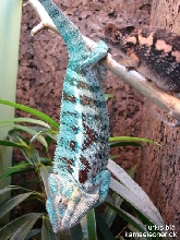 turquoise blue