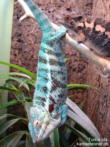turquoise blue