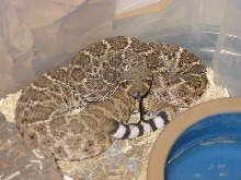 atrox