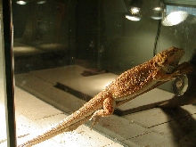 smaug chillin'