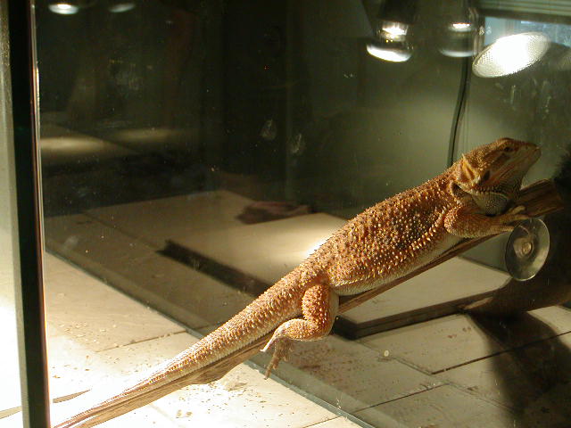 smaug chillin'