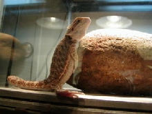 smaug