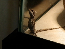 lo standing