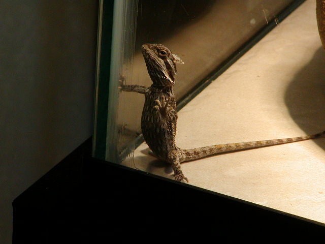 lo standing
