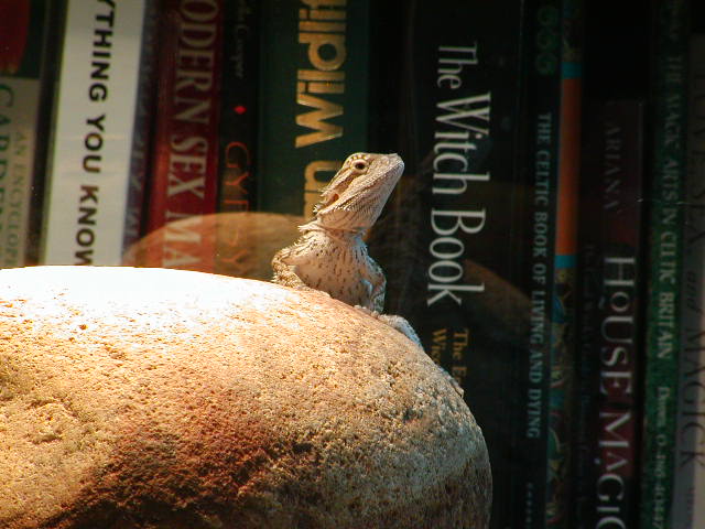 newguy reading