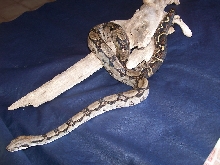 bc