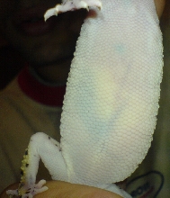 geckajuan