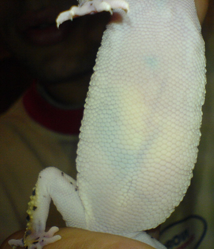 geckajuan
