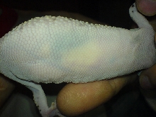 geckajuan2