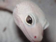 leucistic