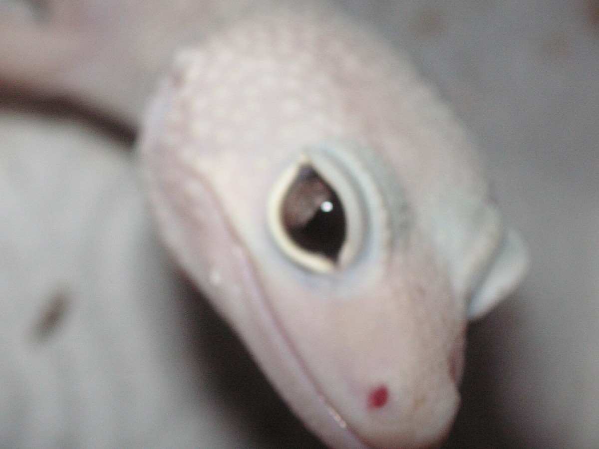 leucistic