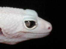 leucistic 2