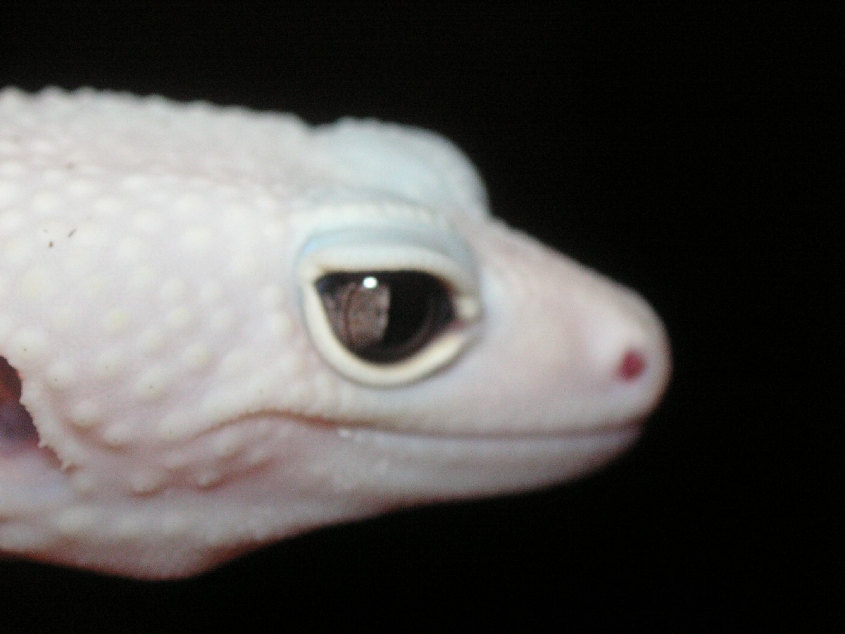 leucistic 2