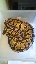 pastel female