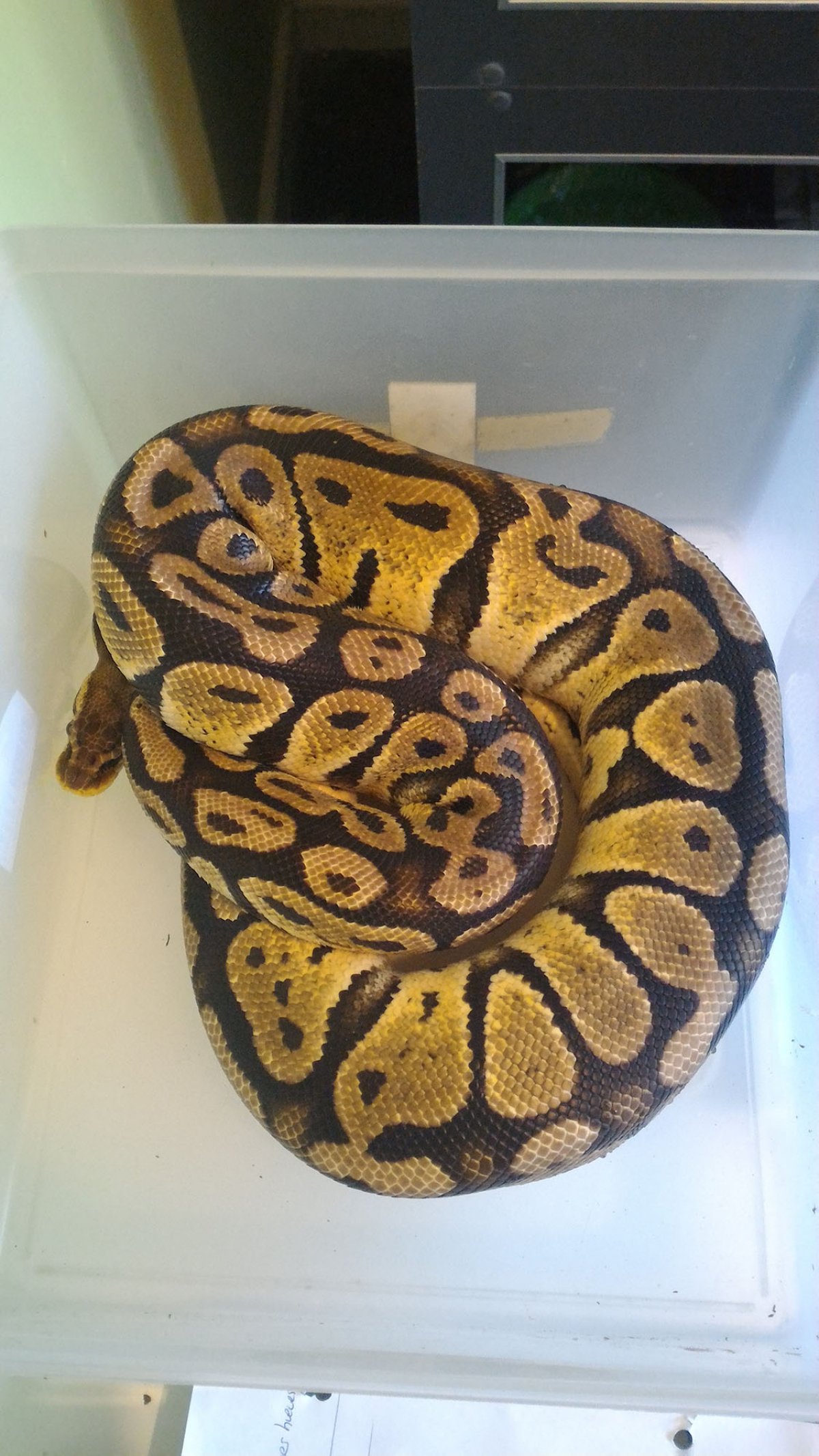 pastel female