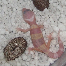 albino baby