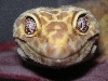 albino