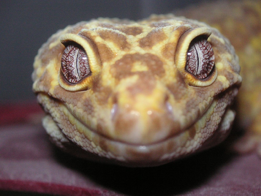 albino