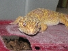 albino2
