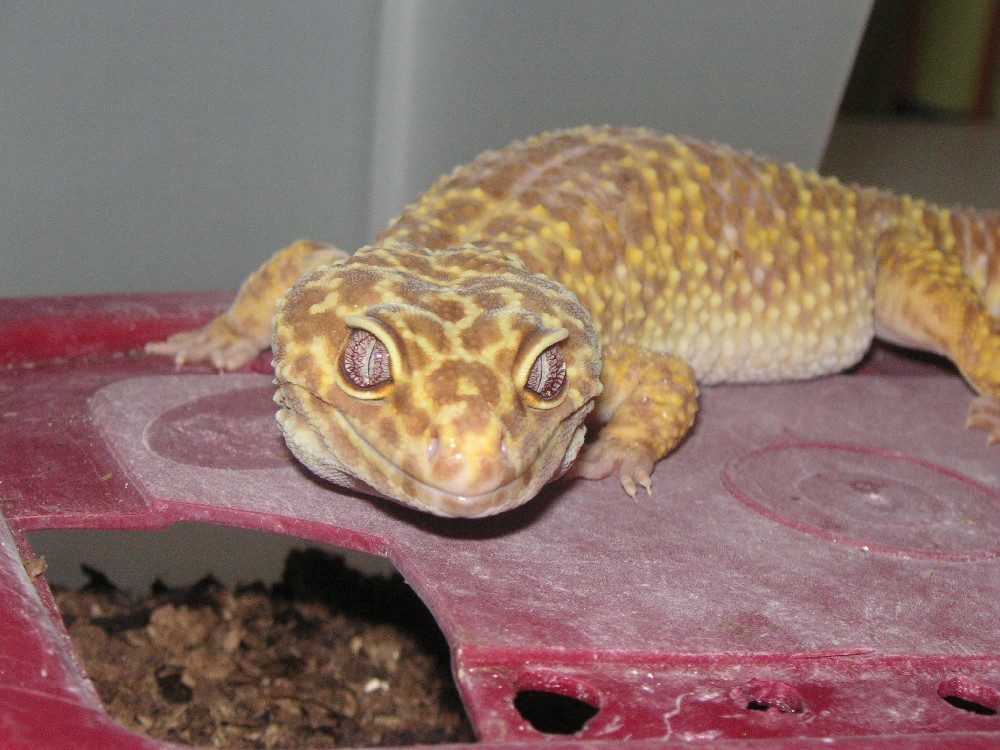 albino2