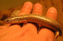 chalcides ocellatus
