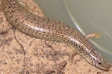 chalcides ocellatus 2