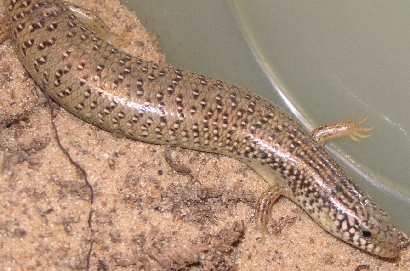 chalcides ocellatus 2