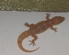 tarentola mauritanica