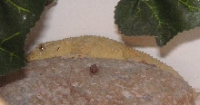 tarentola