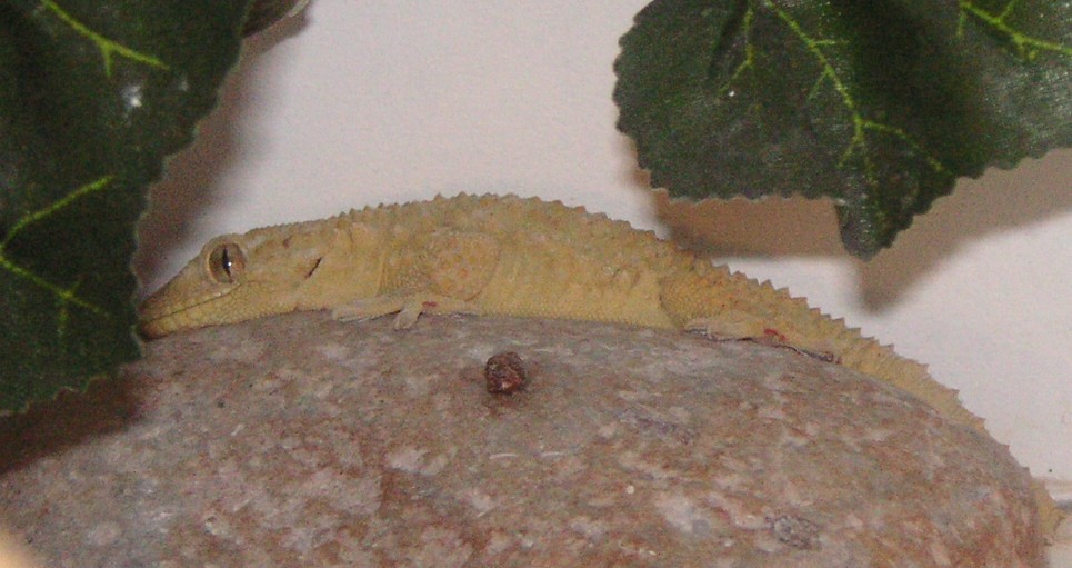 tarentola