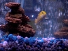 Electric Yellow 1