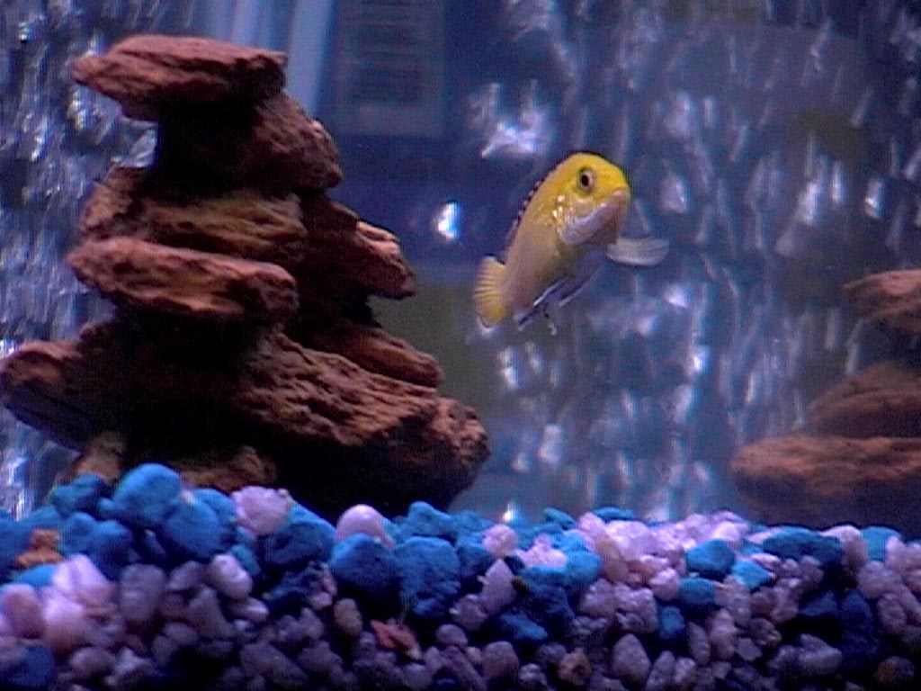 Electric Yellow 1