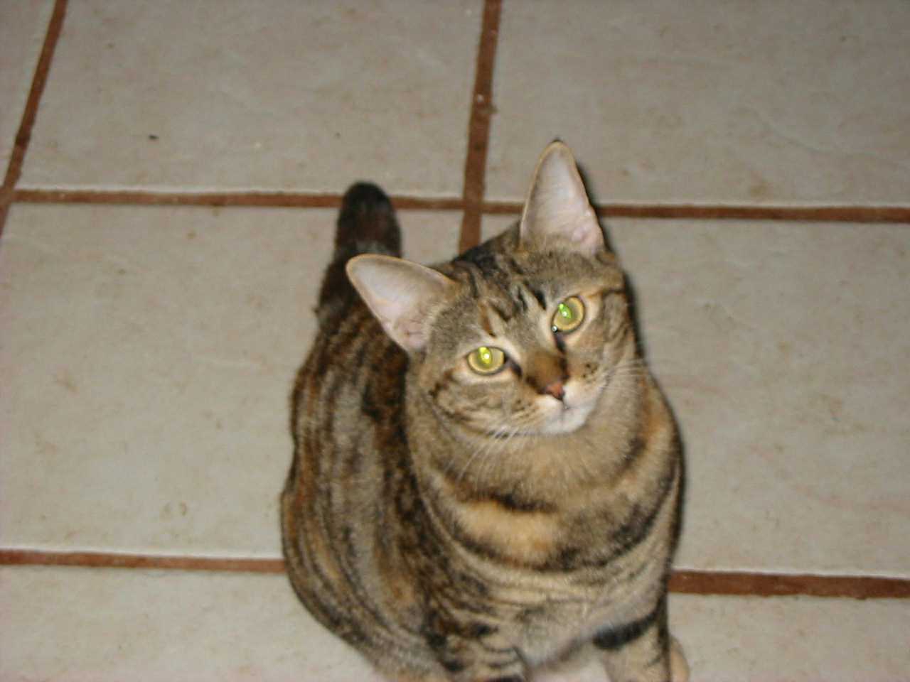 TIGGER